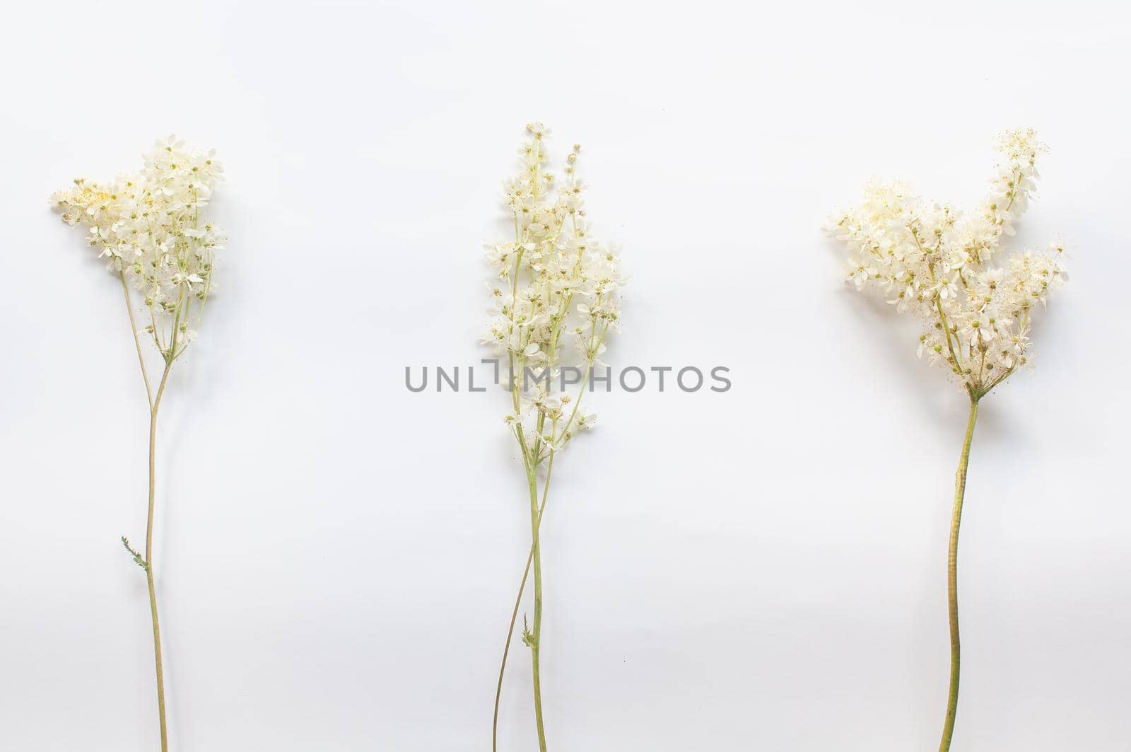 branch of wild plants on a white background in a minimalist style by ozornina