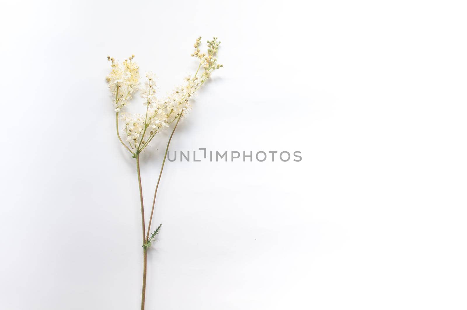 branch of wild plants on a white background in a minimalist style