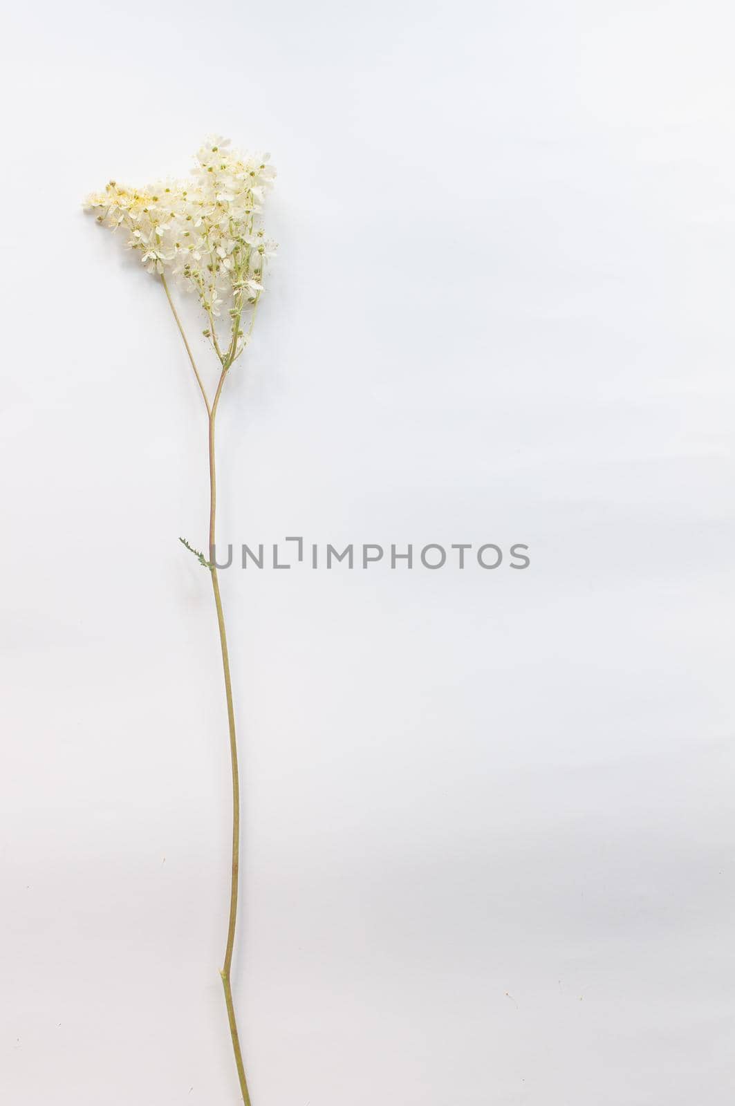 branch of wild plants on a white background in a minimalist style