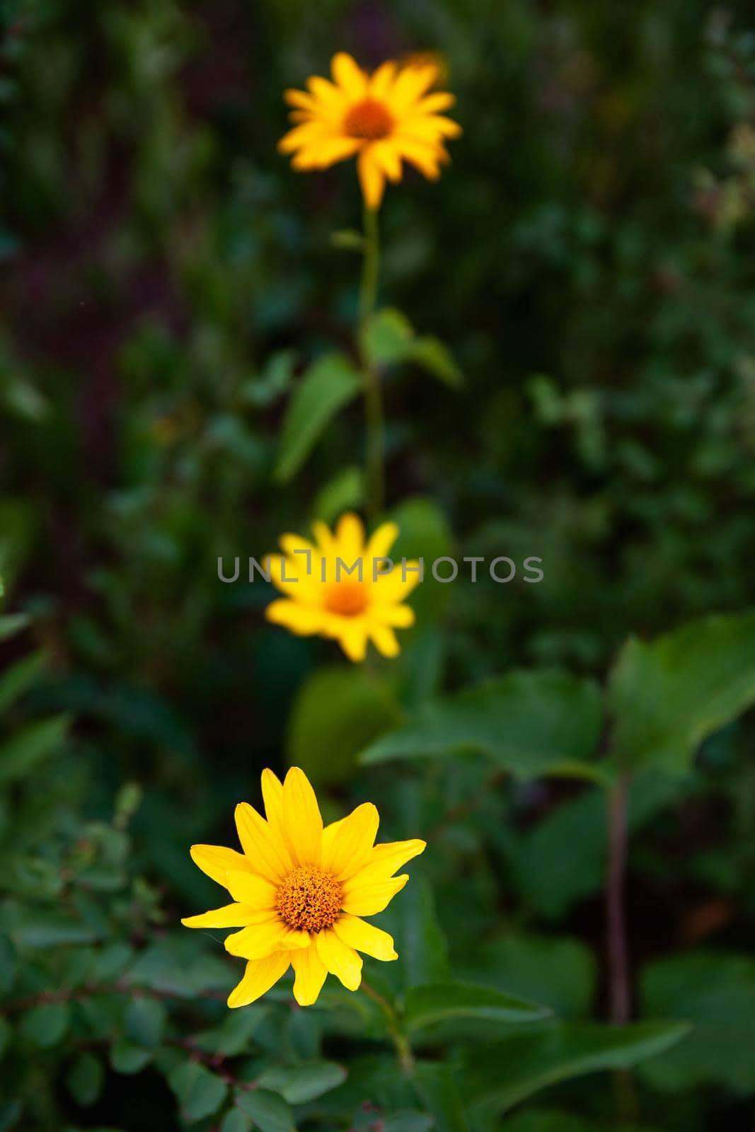 garden flowers bright yellow field plants on a background of green grass and leaves