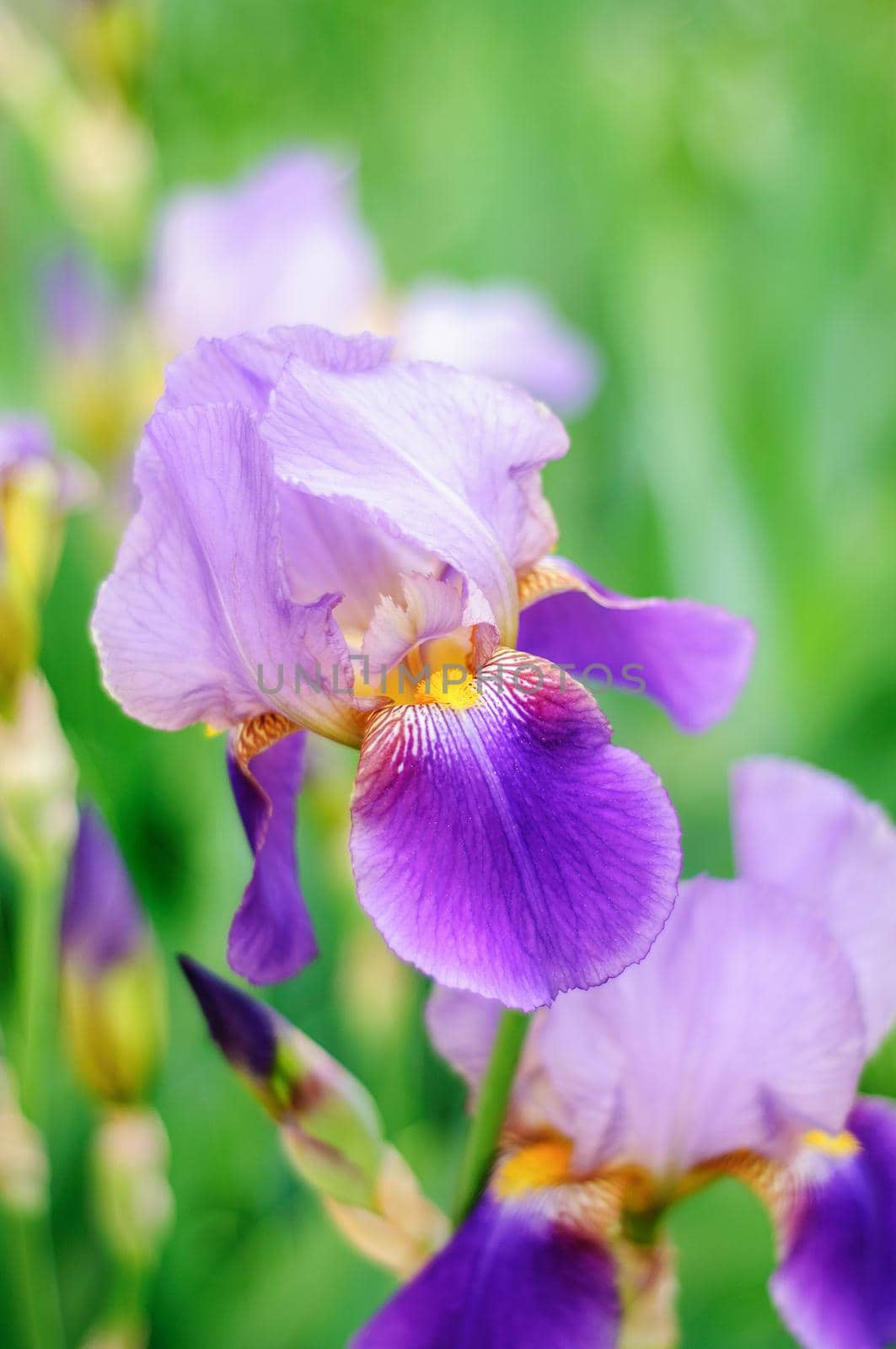 Iris flower macro photo on a green background of nature