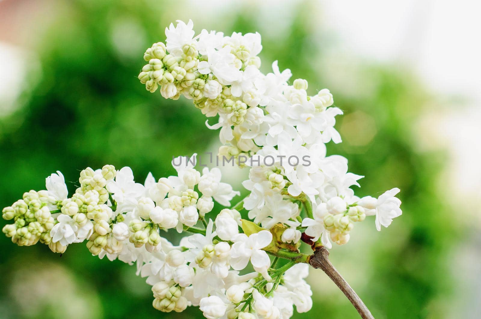 White lilac flower macro photography  by ozornina