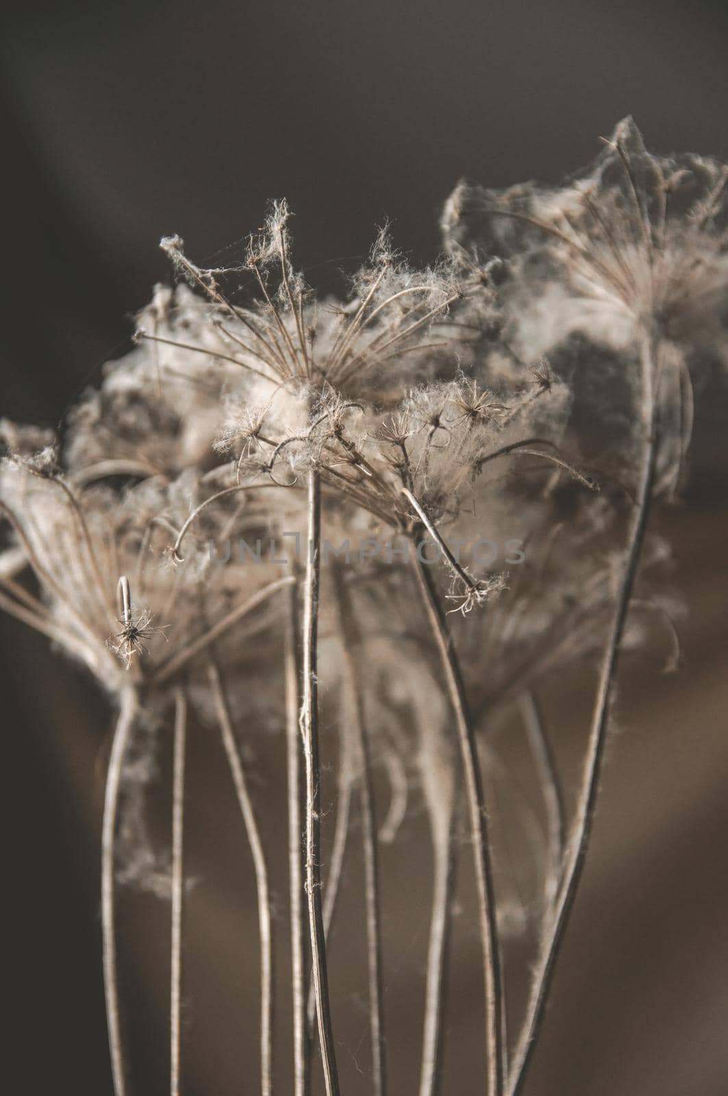 bouquet of dry wild flowers entangled in cobwebs on a beige background