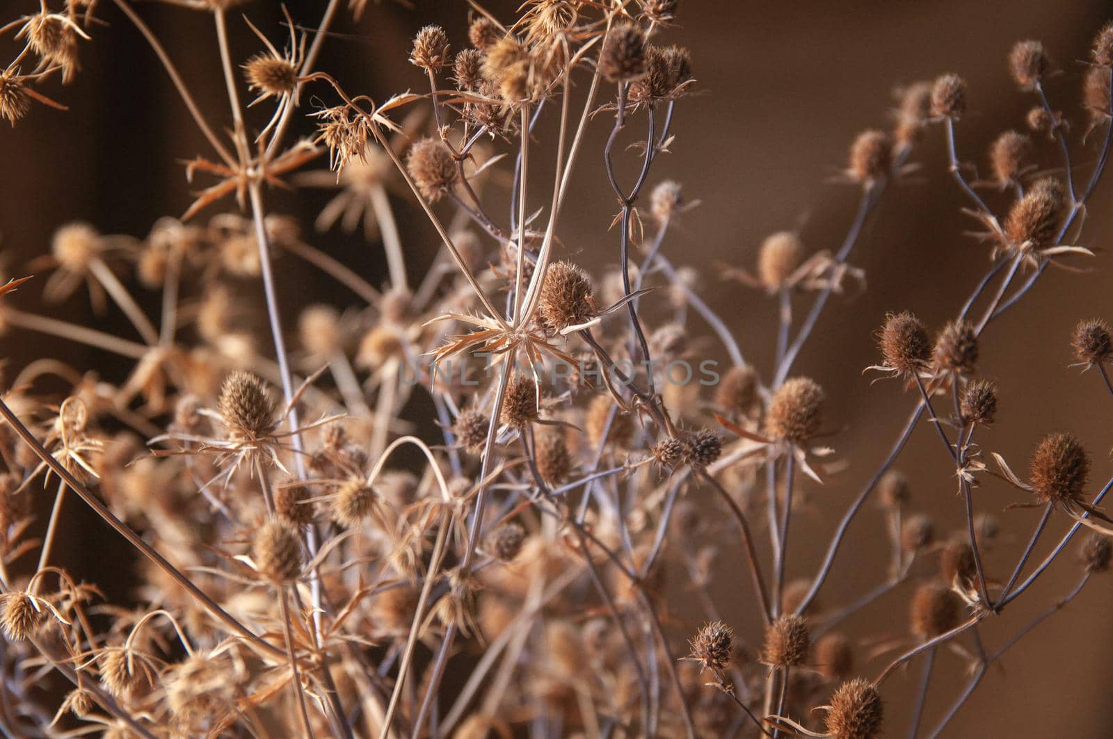 bouquet of wildflowers beige dry thistle on brown background