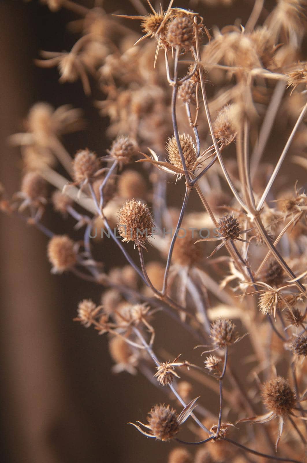 bouquet of wildflowers dry thistle on brown background by ozornina