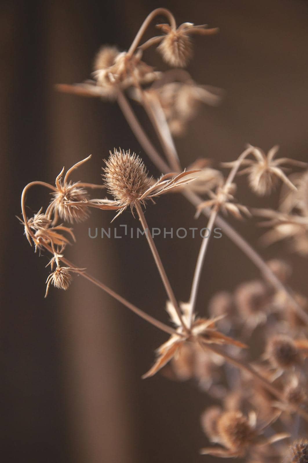 bouquet of wildflowers dry thistle on brown background by ozornina