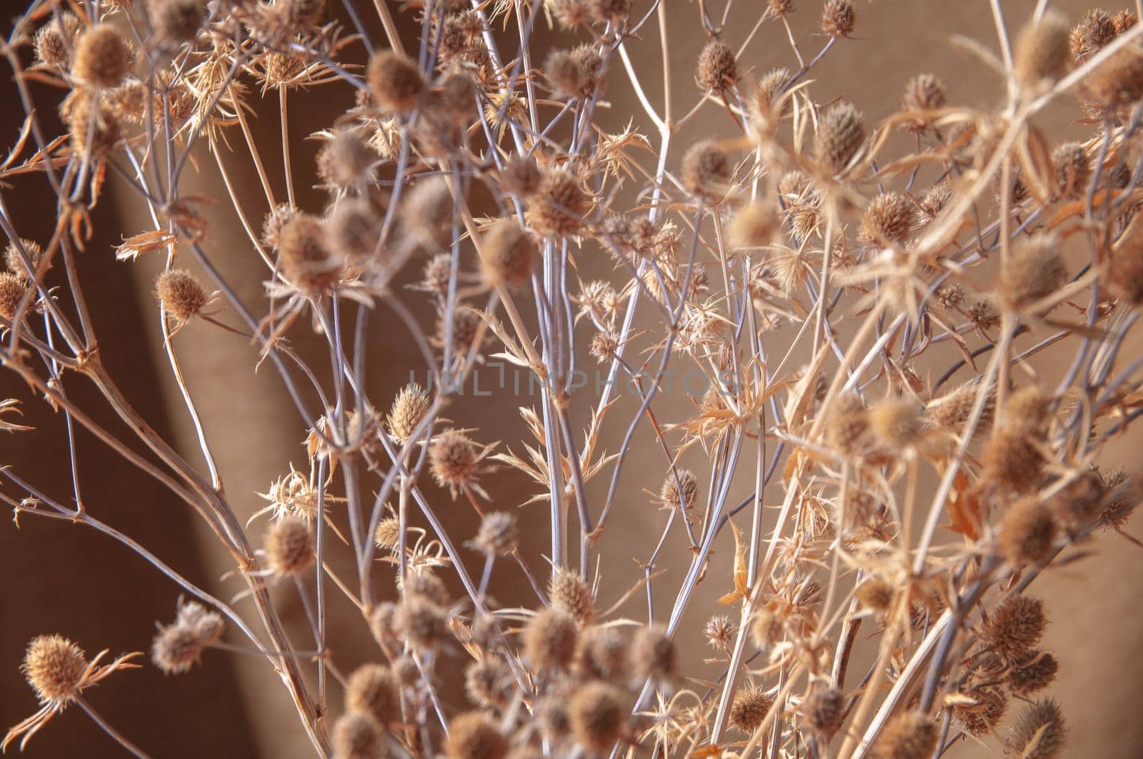 bouquet of wildflowers dry thistle on brown background by ozornina