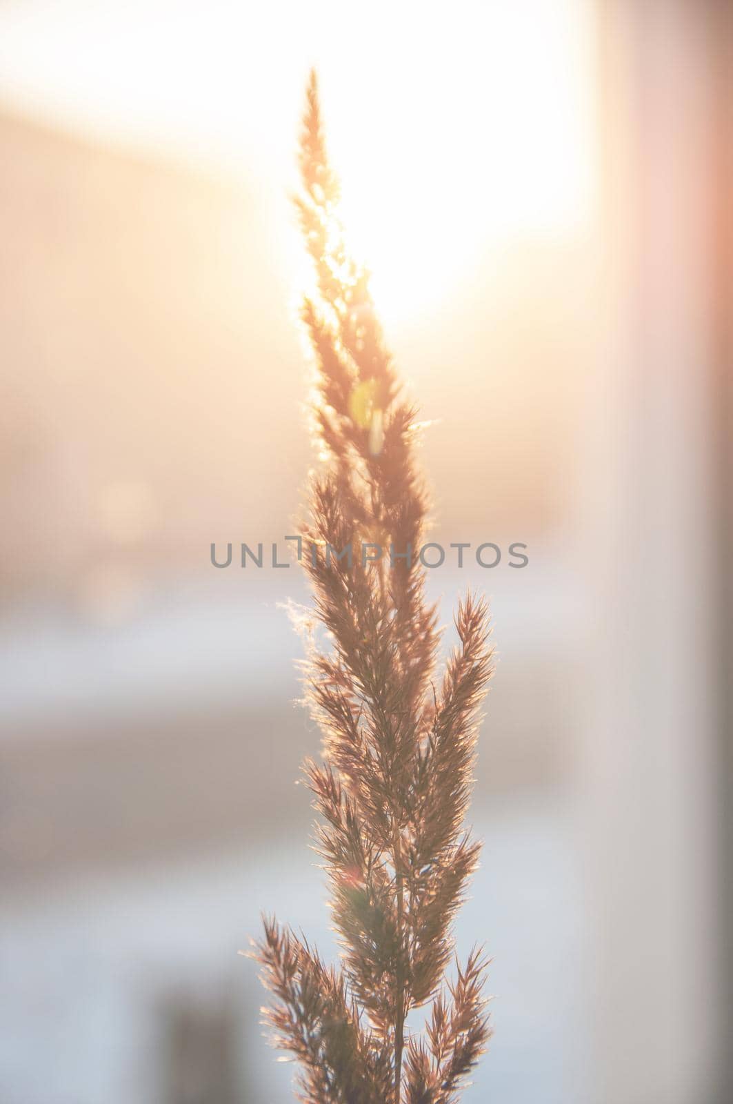 wild dry flower of yellow color light in the rays of the golden sun
