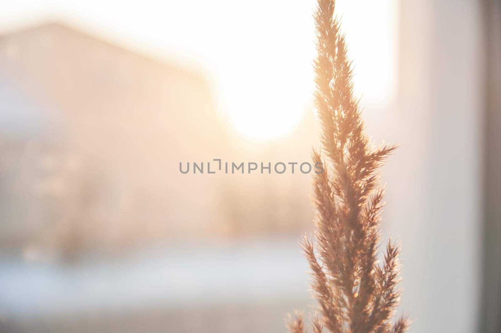 wild dry flower of yellow color light in the rays by ozornina