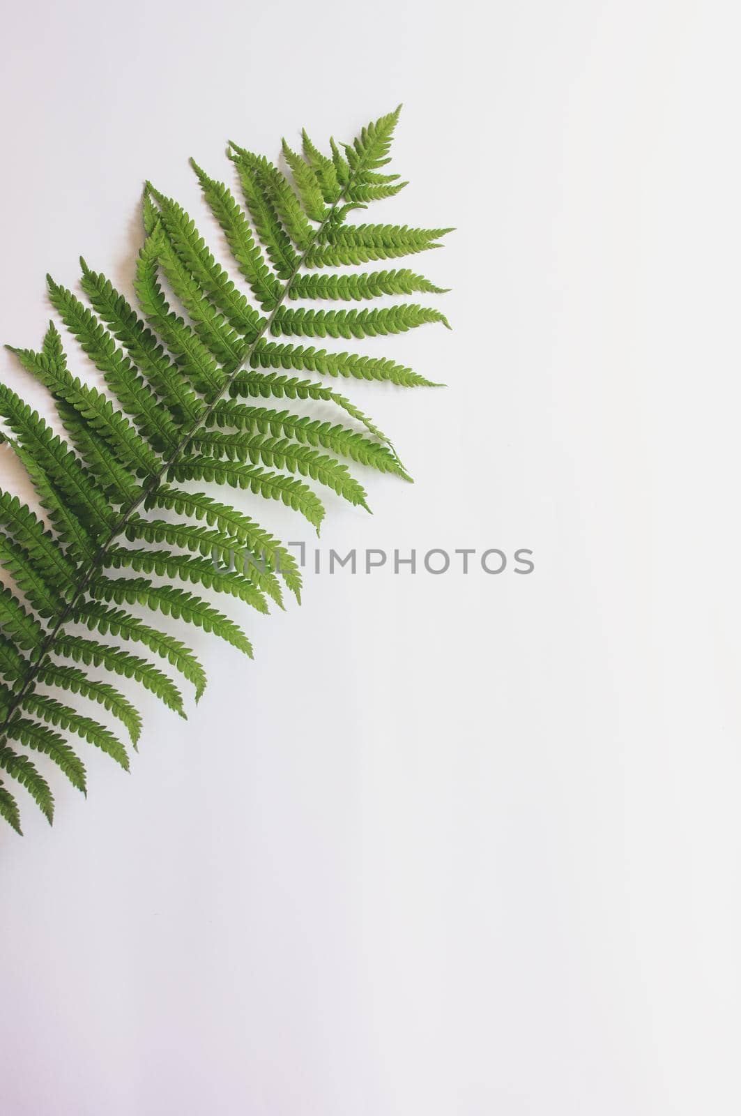 minimalism style, fern leaf on paper background