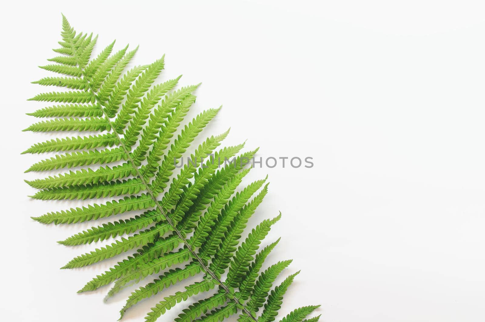 minimalism style, fern leaf on paper background