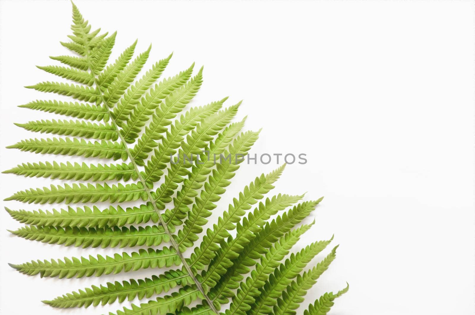 minimalism style, fern leaf on paper background