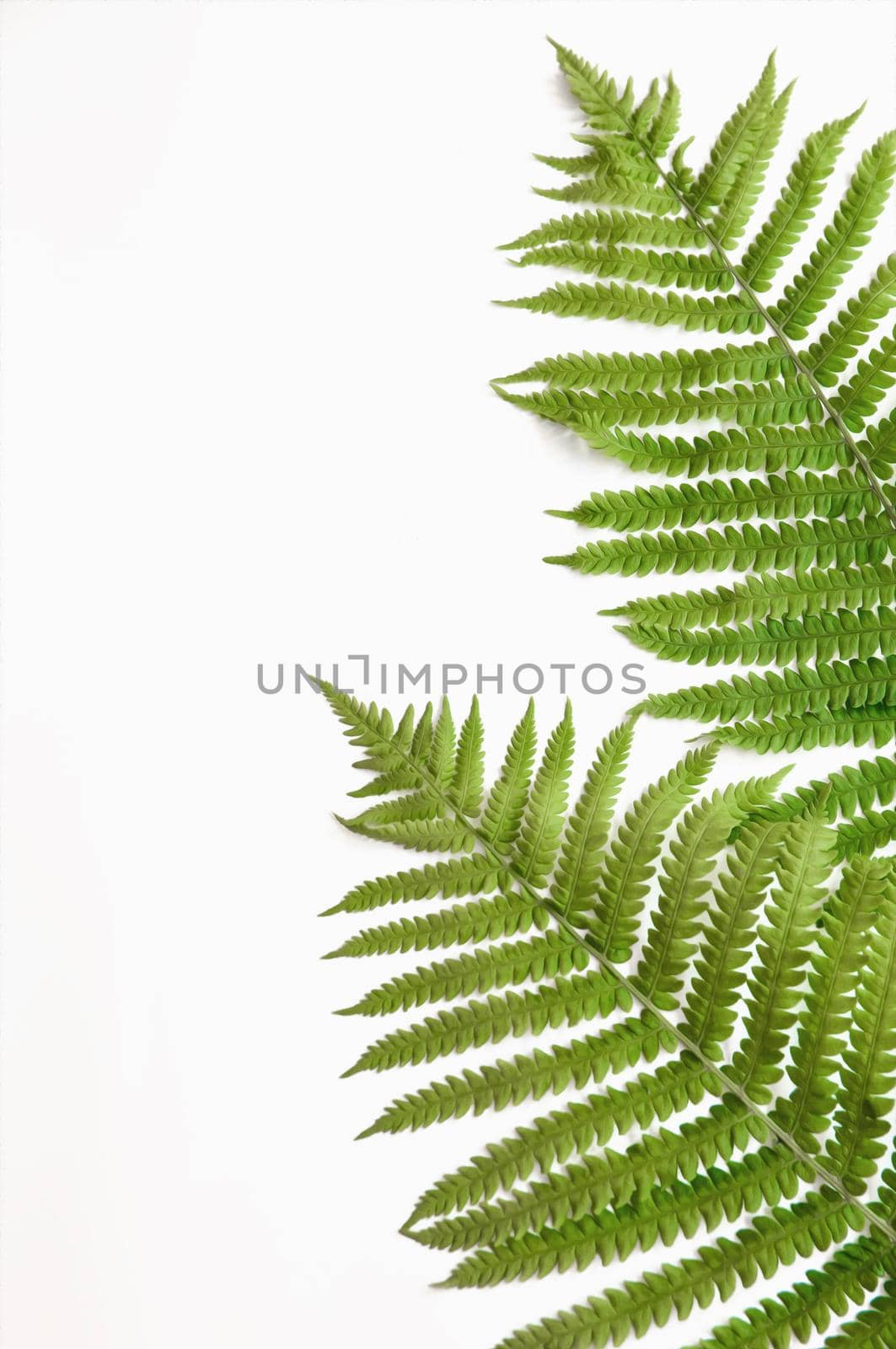 minimalism style, fern leaf on paper background by ozornina