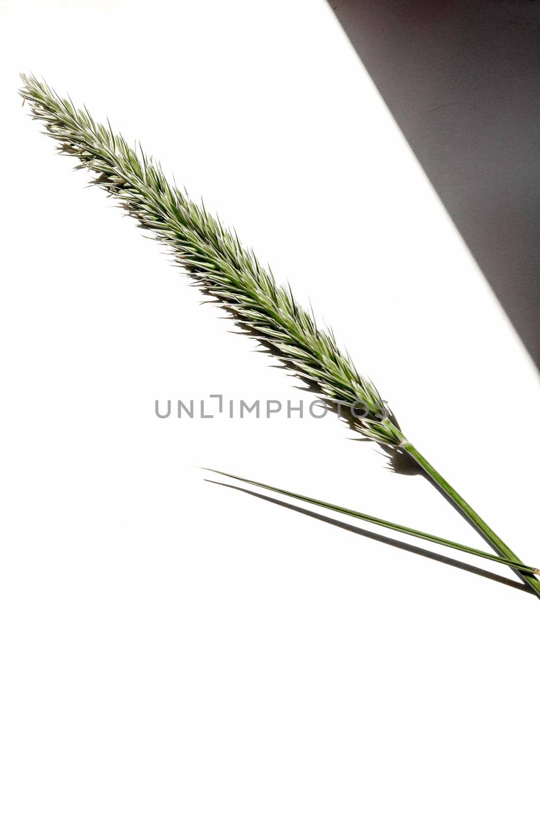 dry spikelet on a white background with bright light