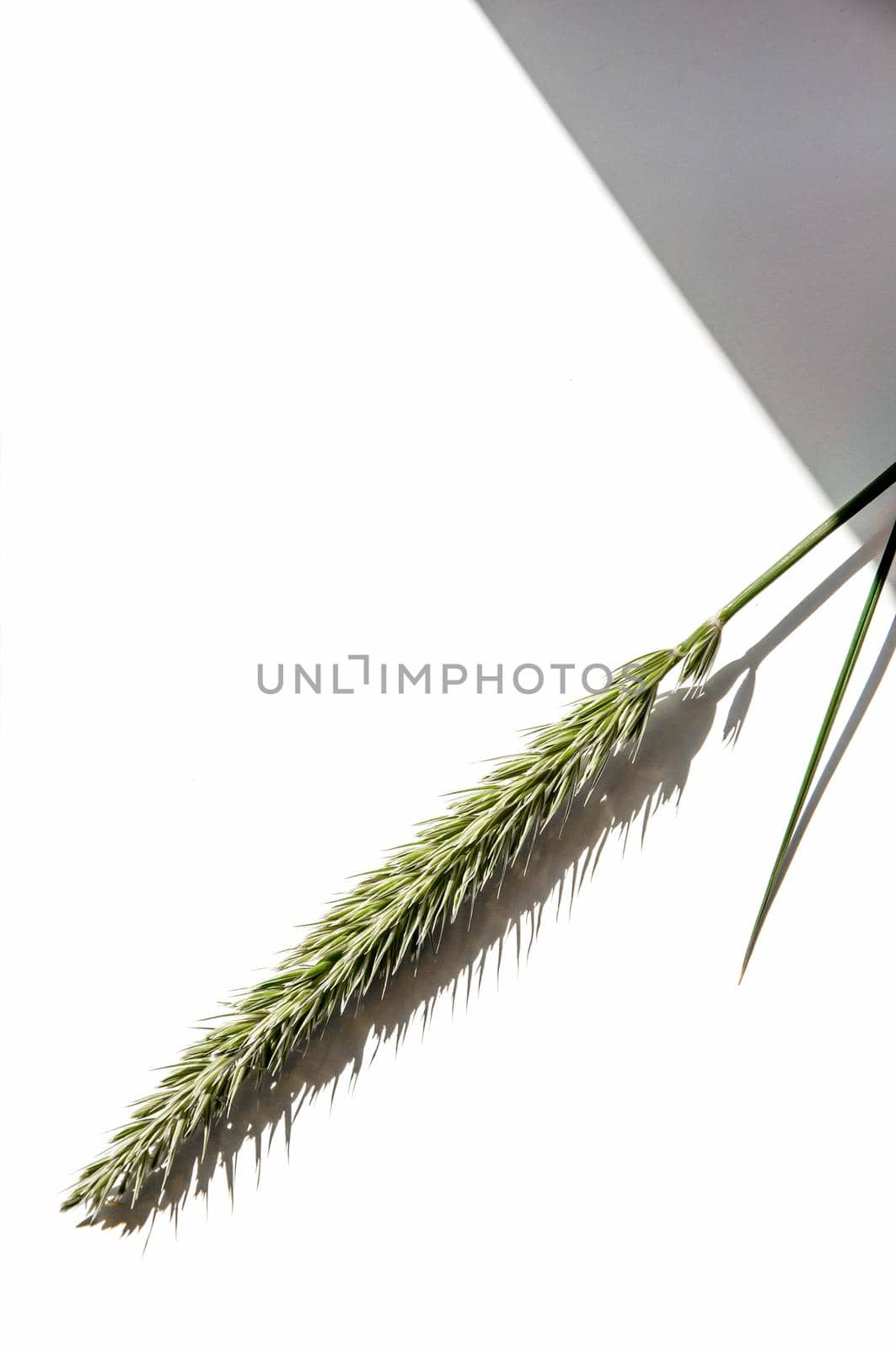 dry spikelet on a white background with bright light