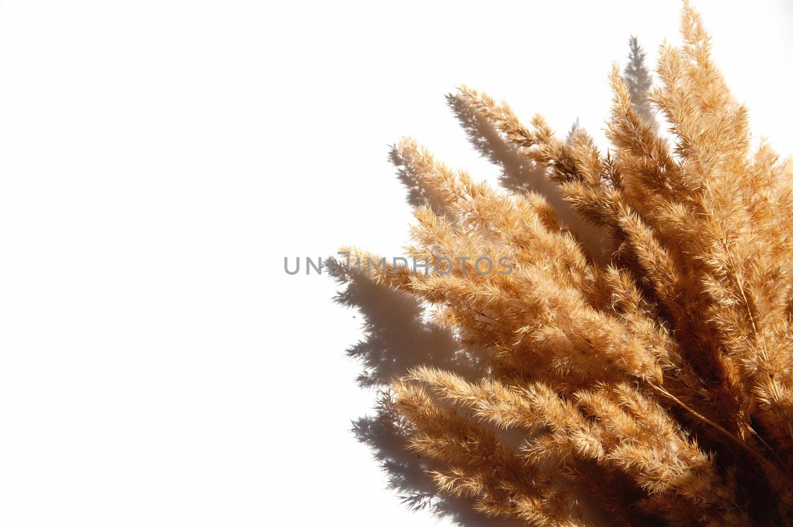 dry spikelets on a white background with bright light