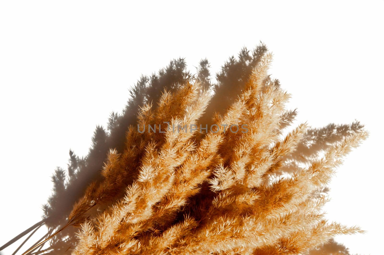 dry spikelets on a white background with bright light