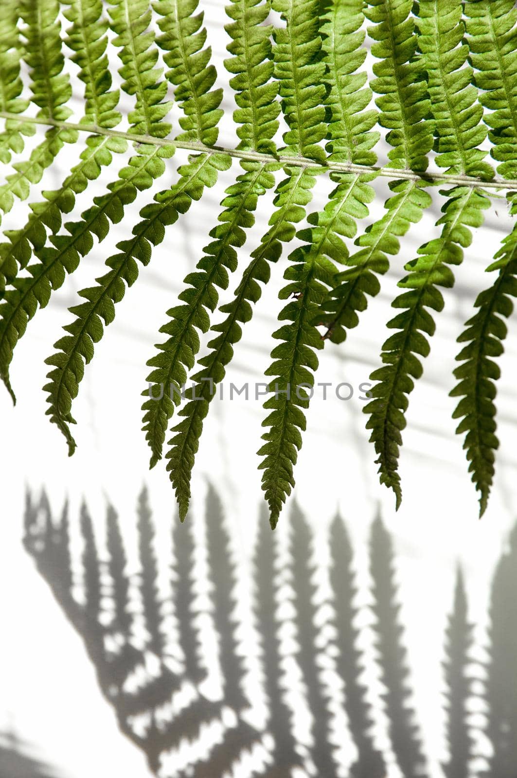 minimalism style, fern leaf on paper background by ozornina