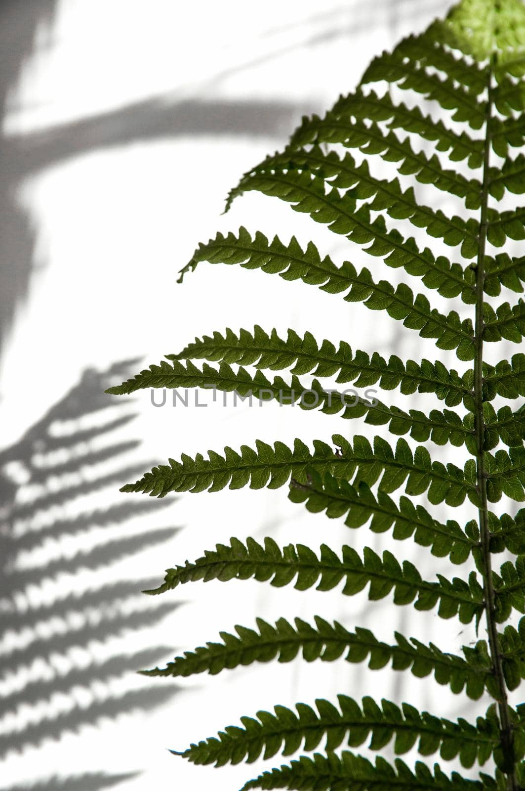 minimalism style, fern leaf on paper background by ozornina