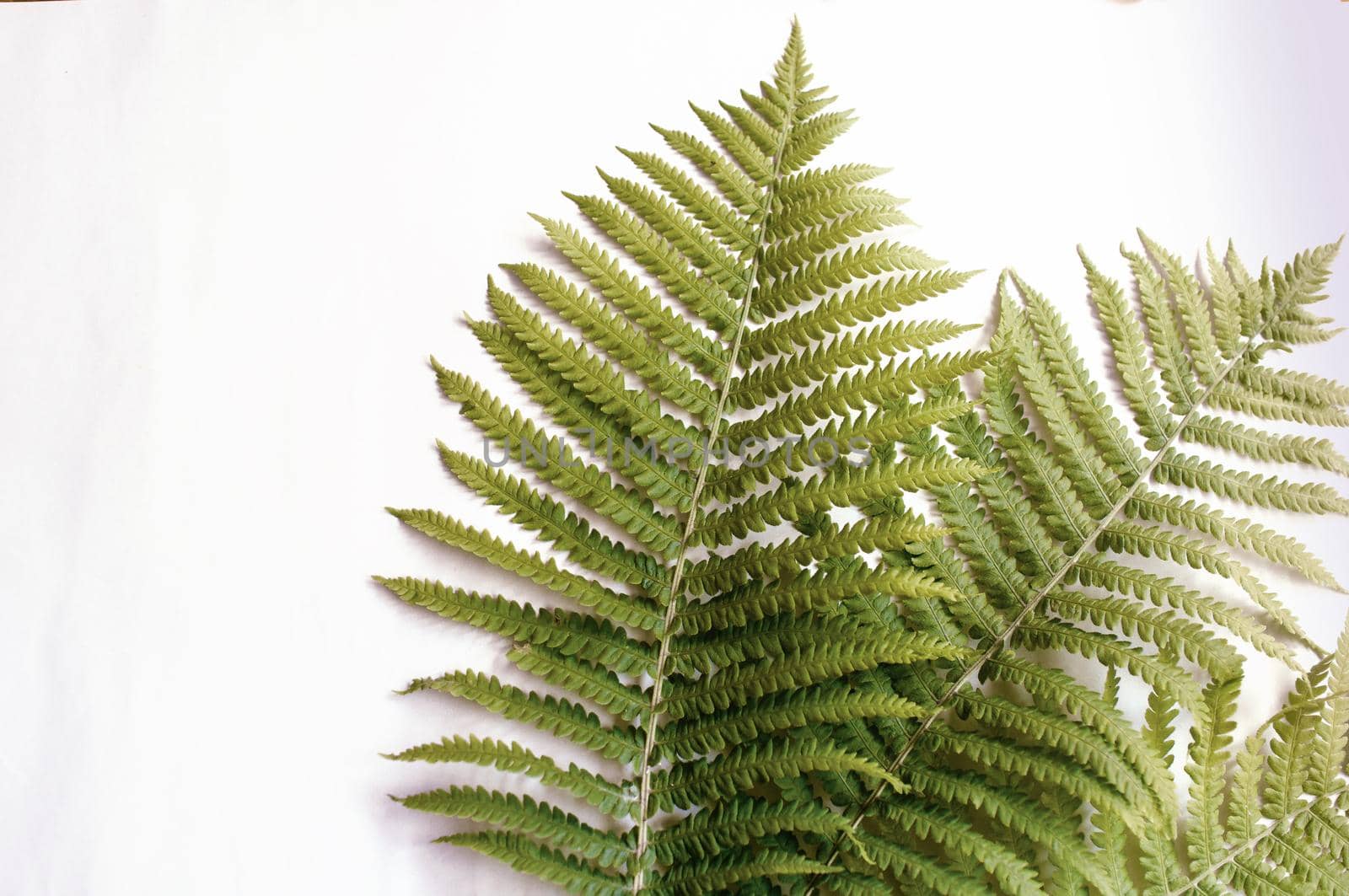 fern leaf on paper background by ozornina