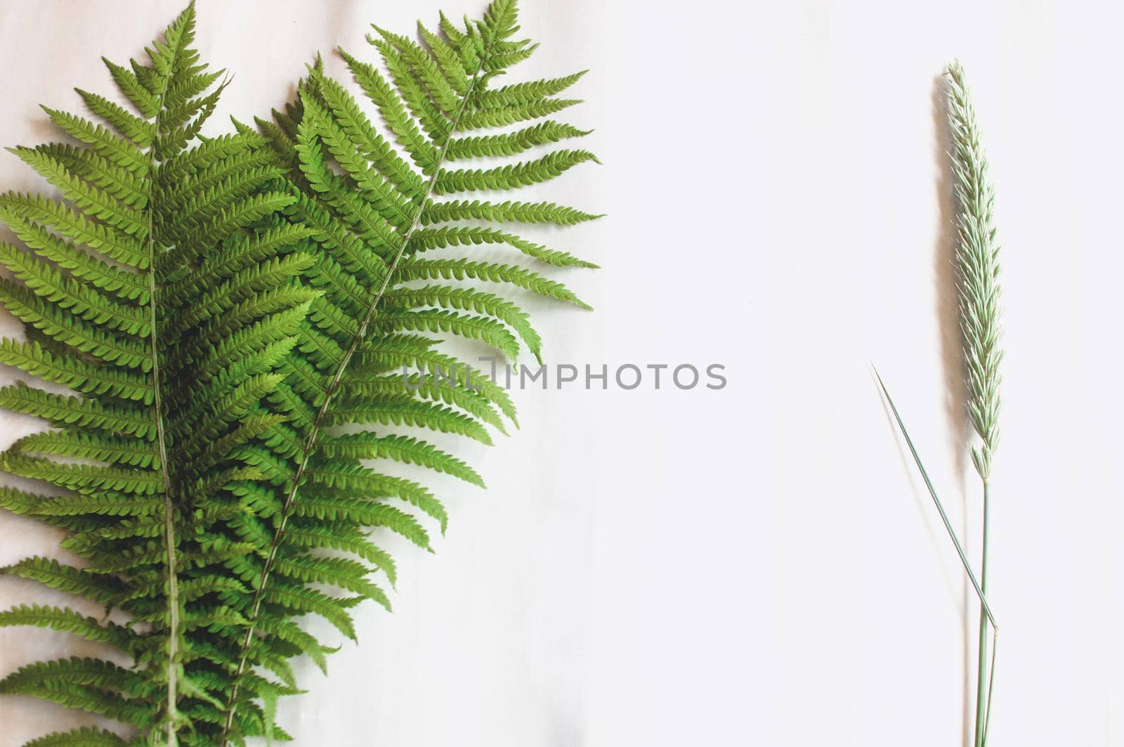 minimalism style, fern leaf on paper background