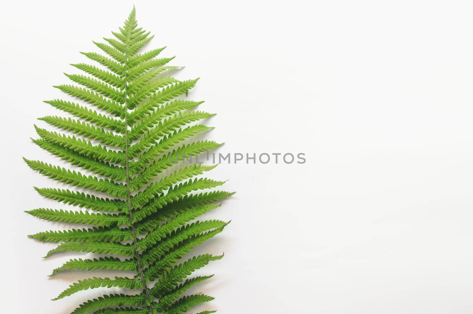 minimalism style, fern leaf on paper background