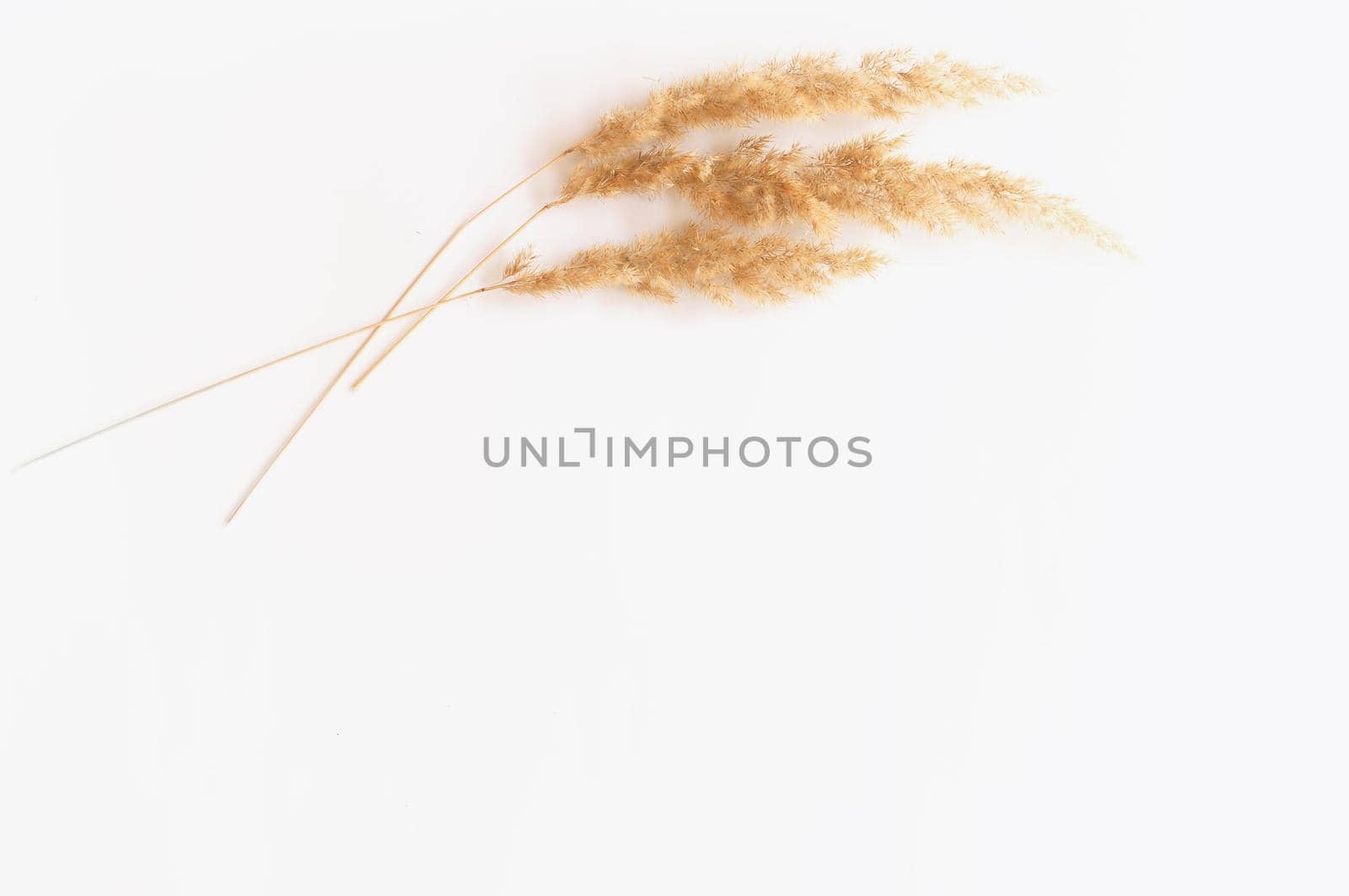 dried grass on a white background by ozornina