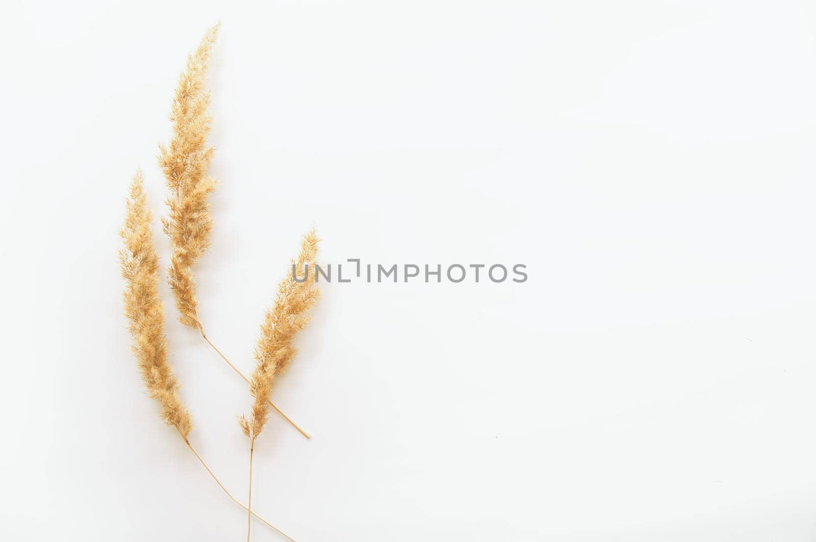 minimalism style, dried grass on a white background