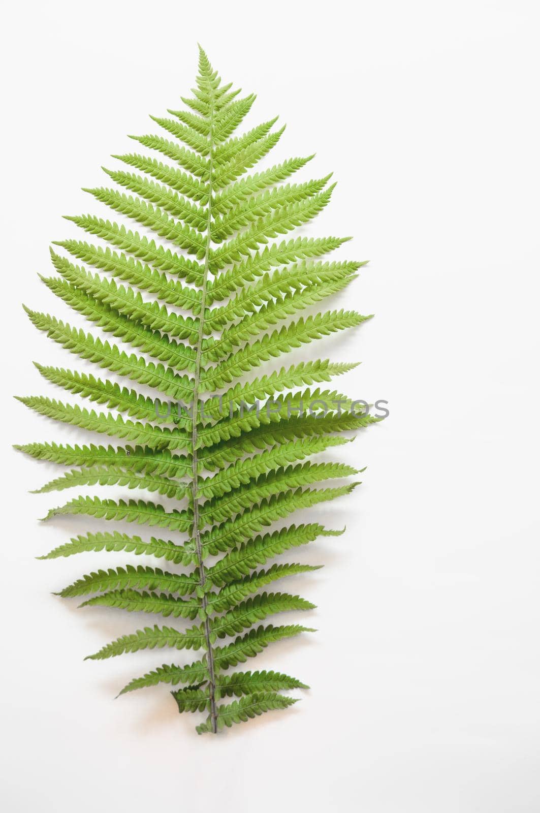 minimalism style, fern leaf on paper background