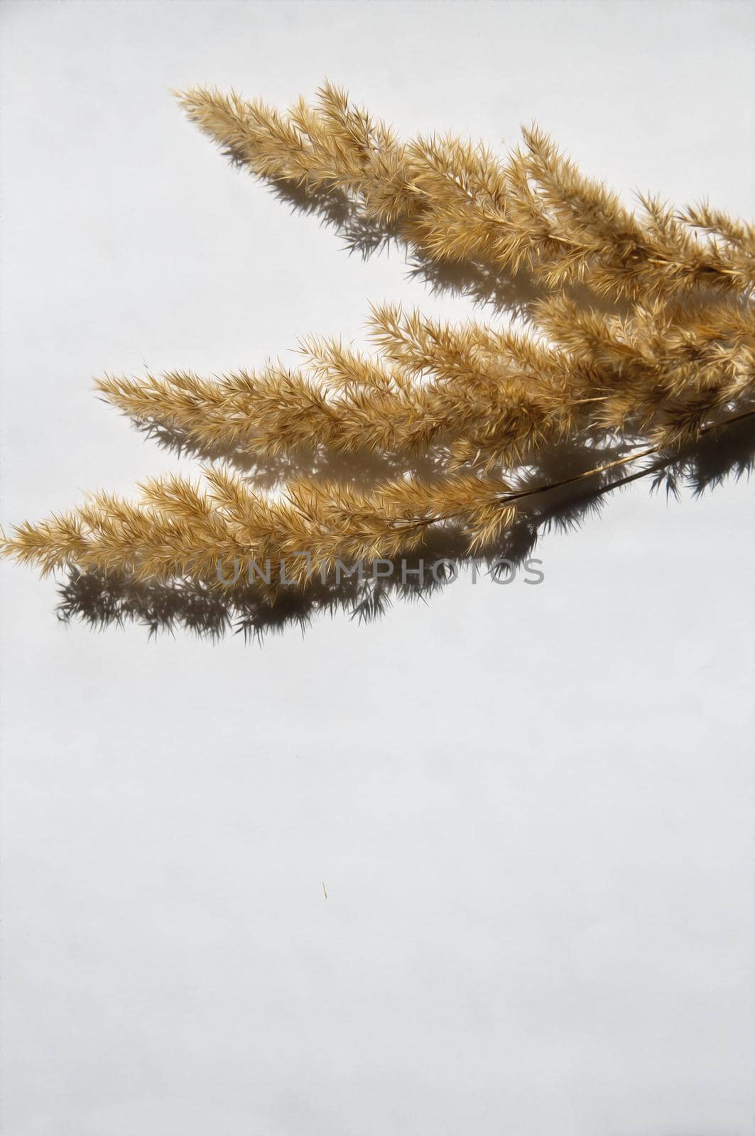 dry spikelet on a white background with bright light