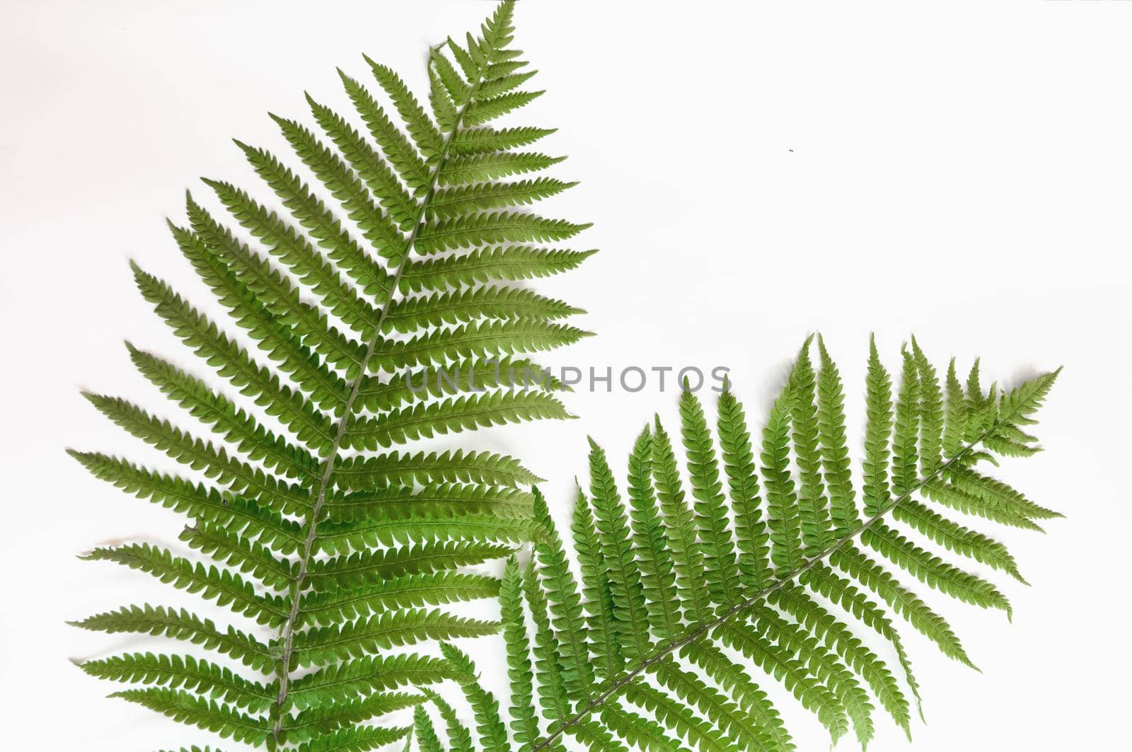 minimalism style, fern leaf on paper background