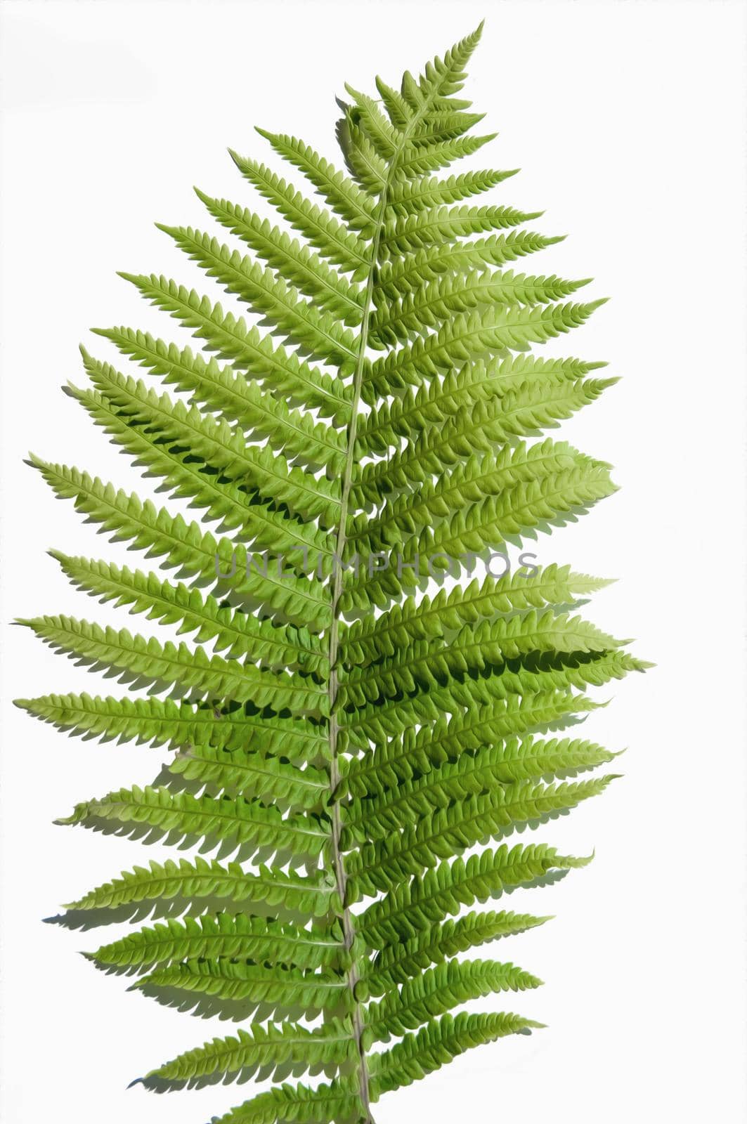 minimalism style, fern leaf on paper background by ozornina