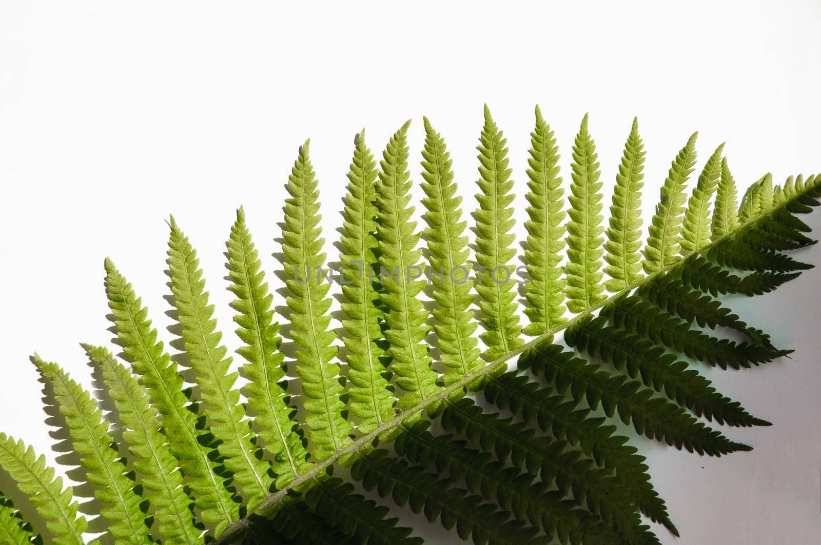 minimalism style, fern leaf on paper background by ozornina