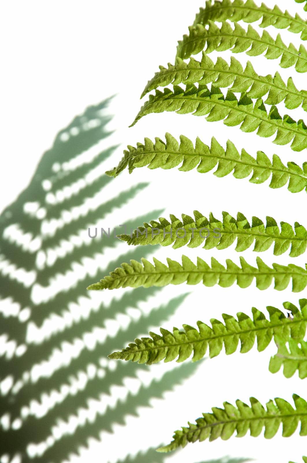 minimalism style, fern leaf on paper background