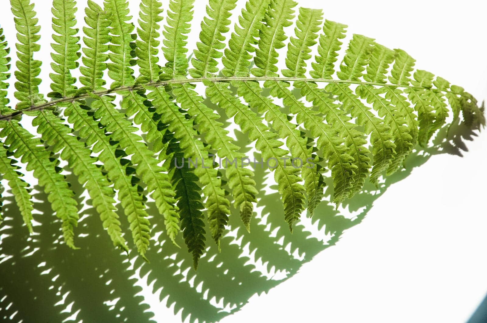 minimalism style, fern leaf on paper background