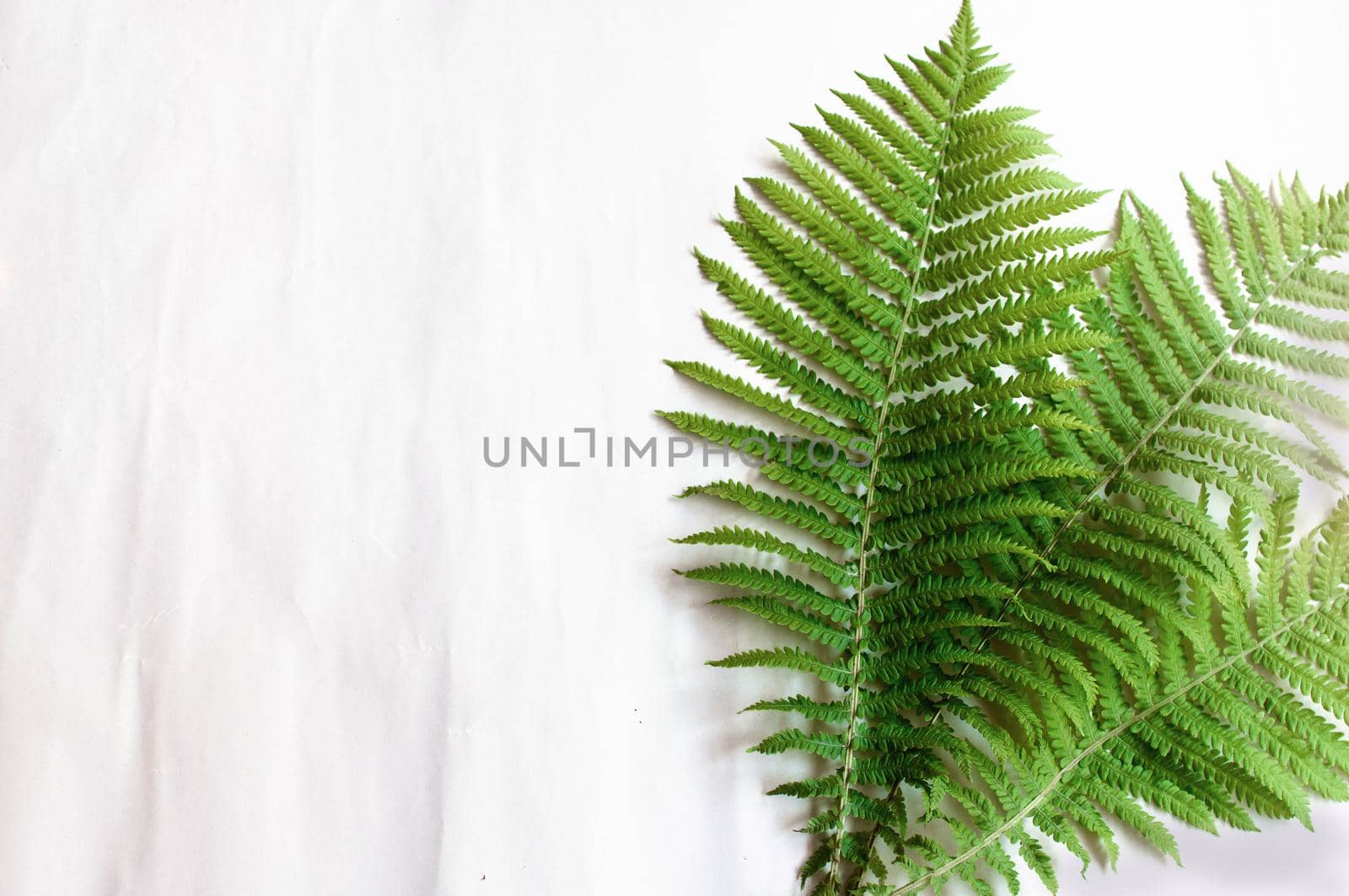 minimalism style, fern leaf on paper background