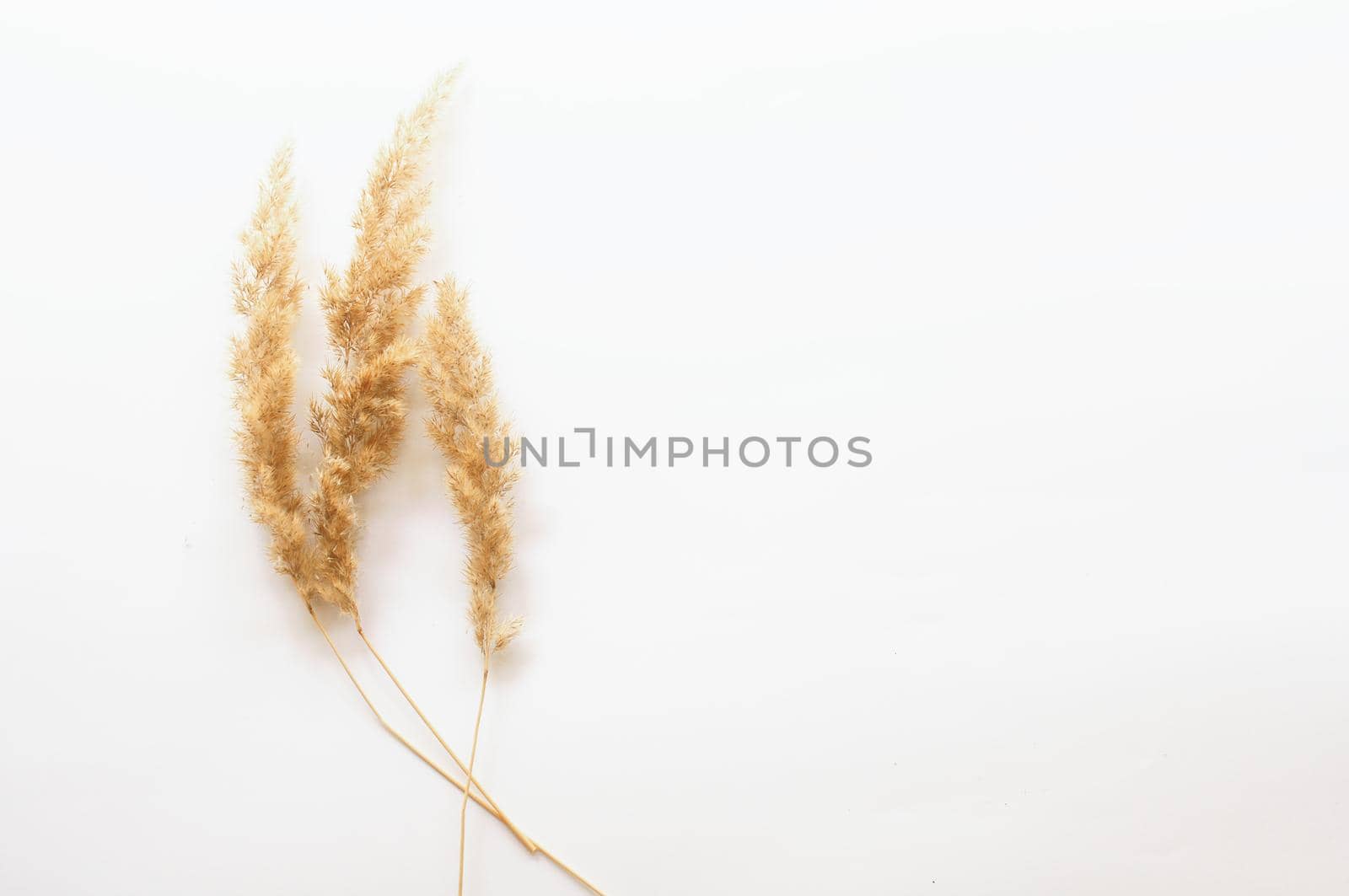 minimalism style, dried grass on a white background