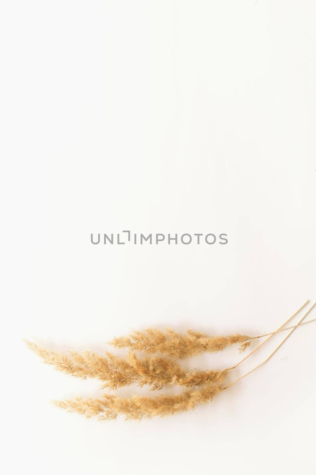 dried grass on a white background by ozornina