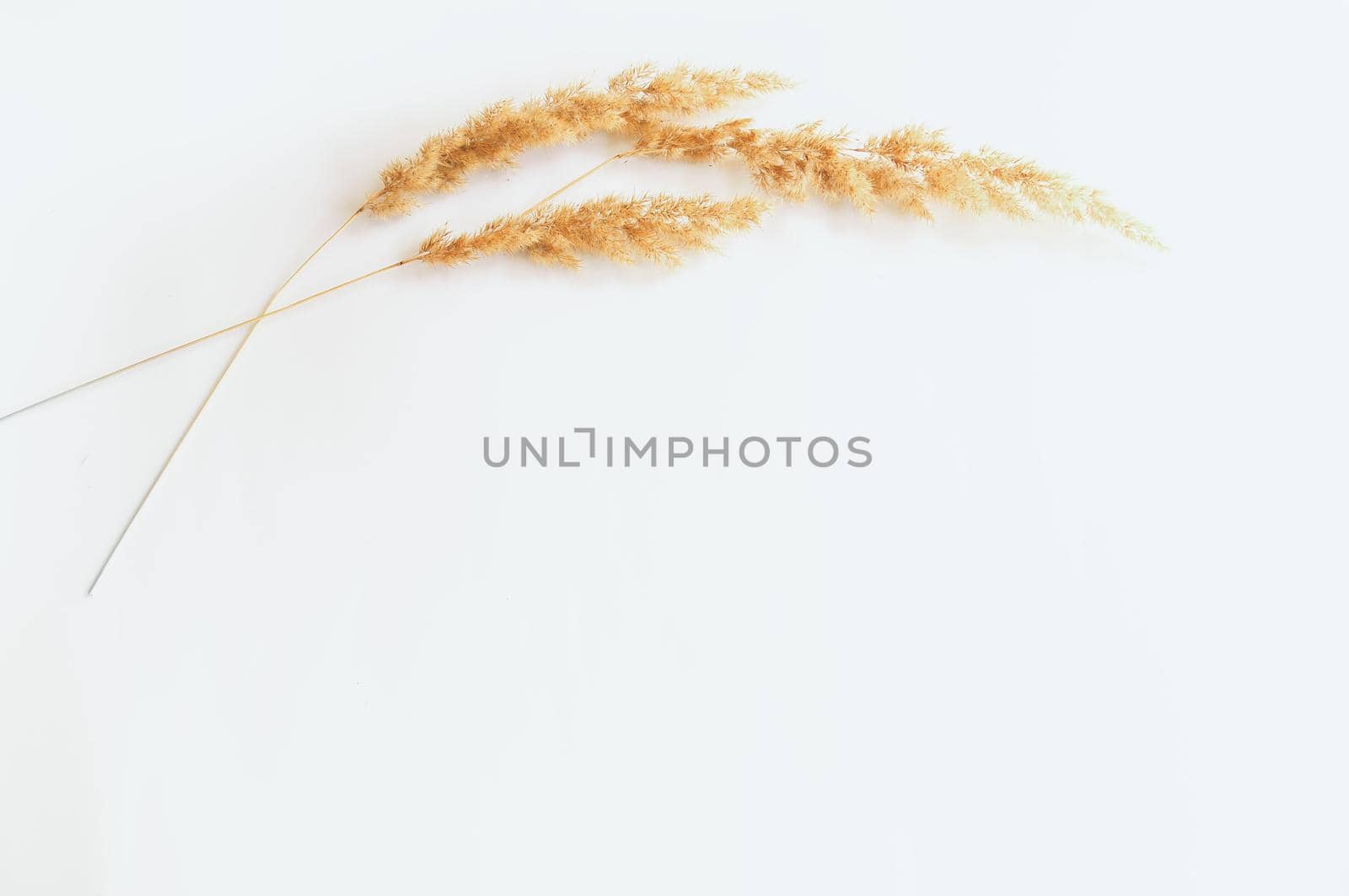 dried grass on a white background by ozornina