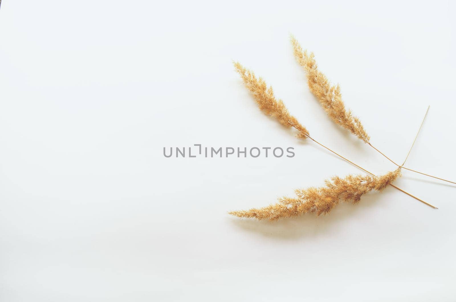 dried grass on a white background by ozornina