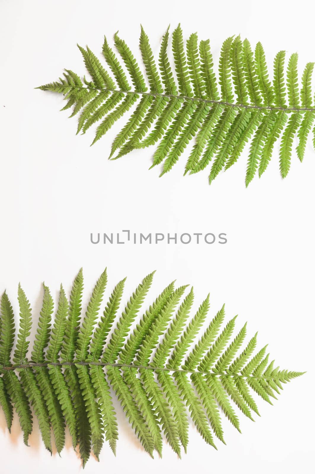 minimalism style, fern leaf on paper background