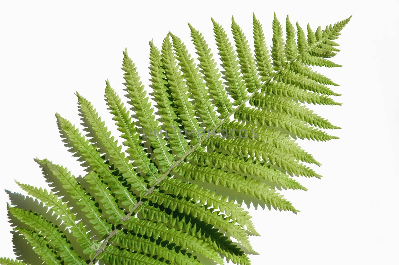 minimalism style, fern leaf on paper background