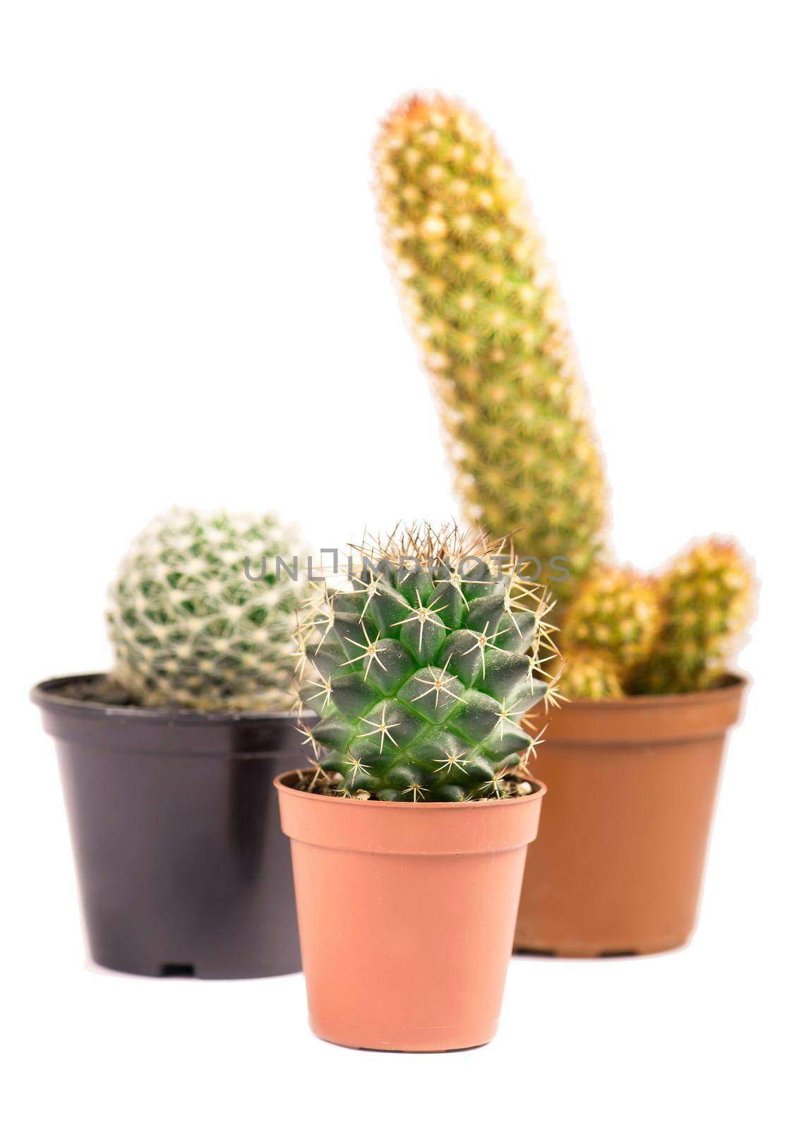 Three small cactuses isolated on white background by aprilphoto