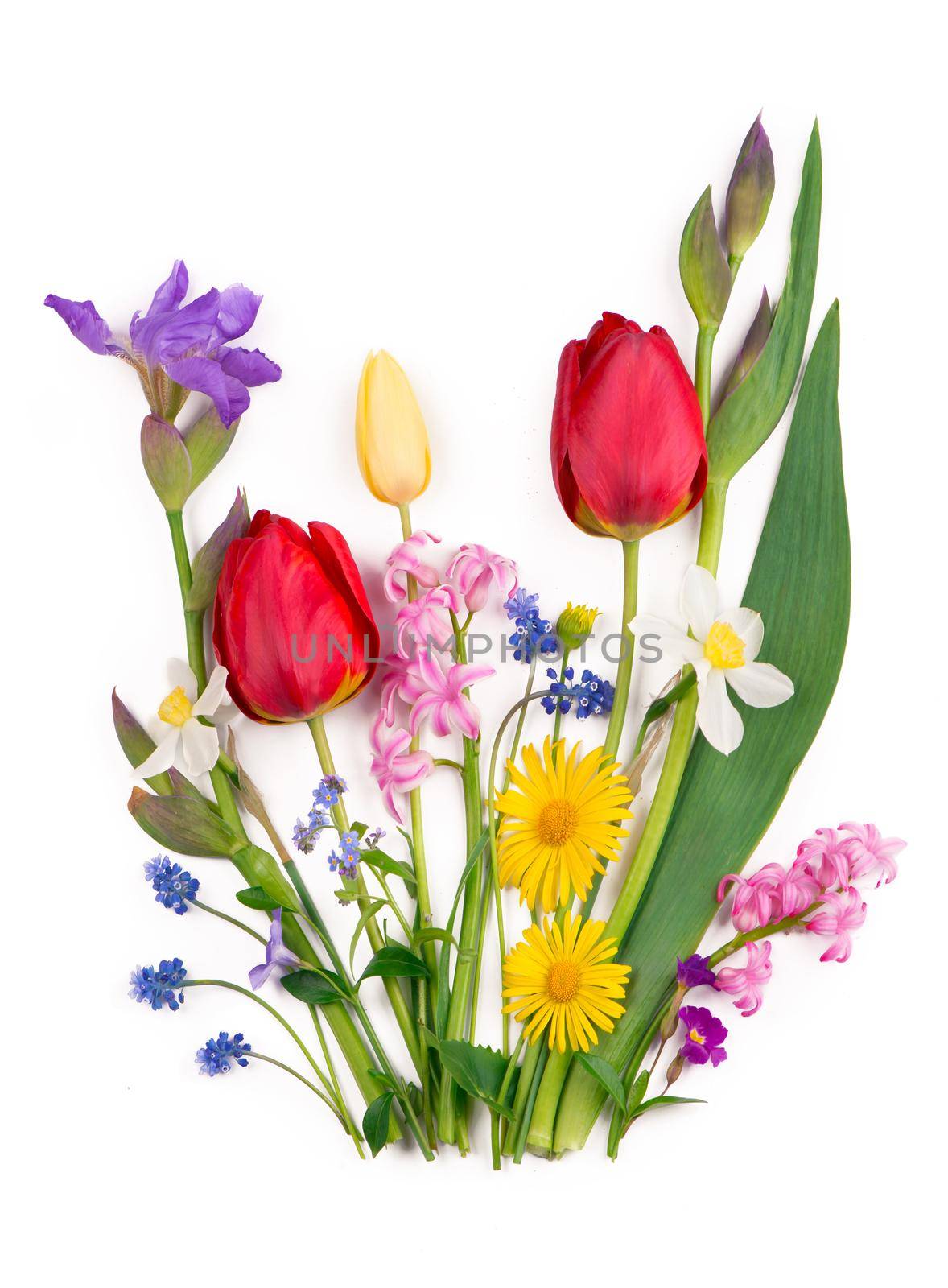 Spring flowers daffodils and tulips on white background by aprilphoto
