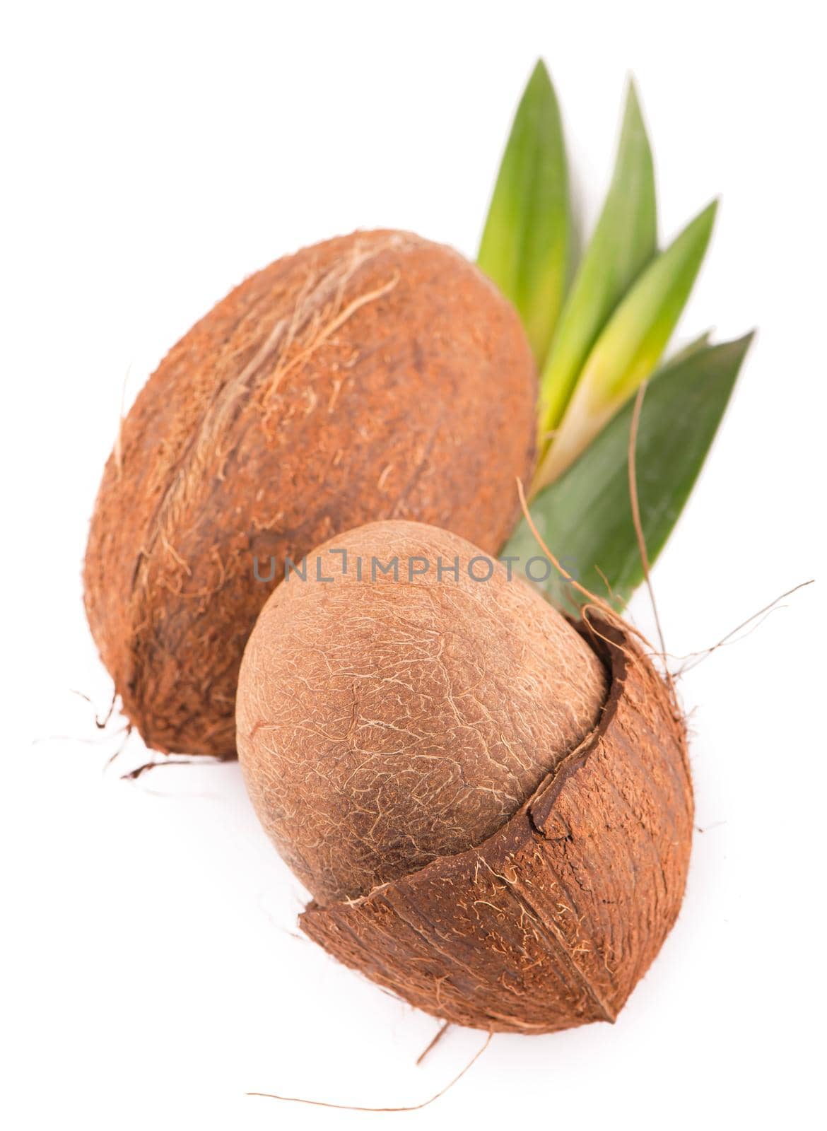 Coconuts with leaves on a white background.