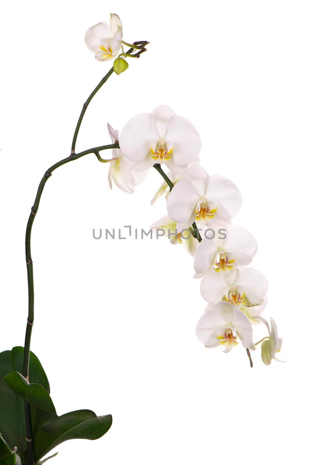 Branch with beautiful tropical orchid flowers on white background