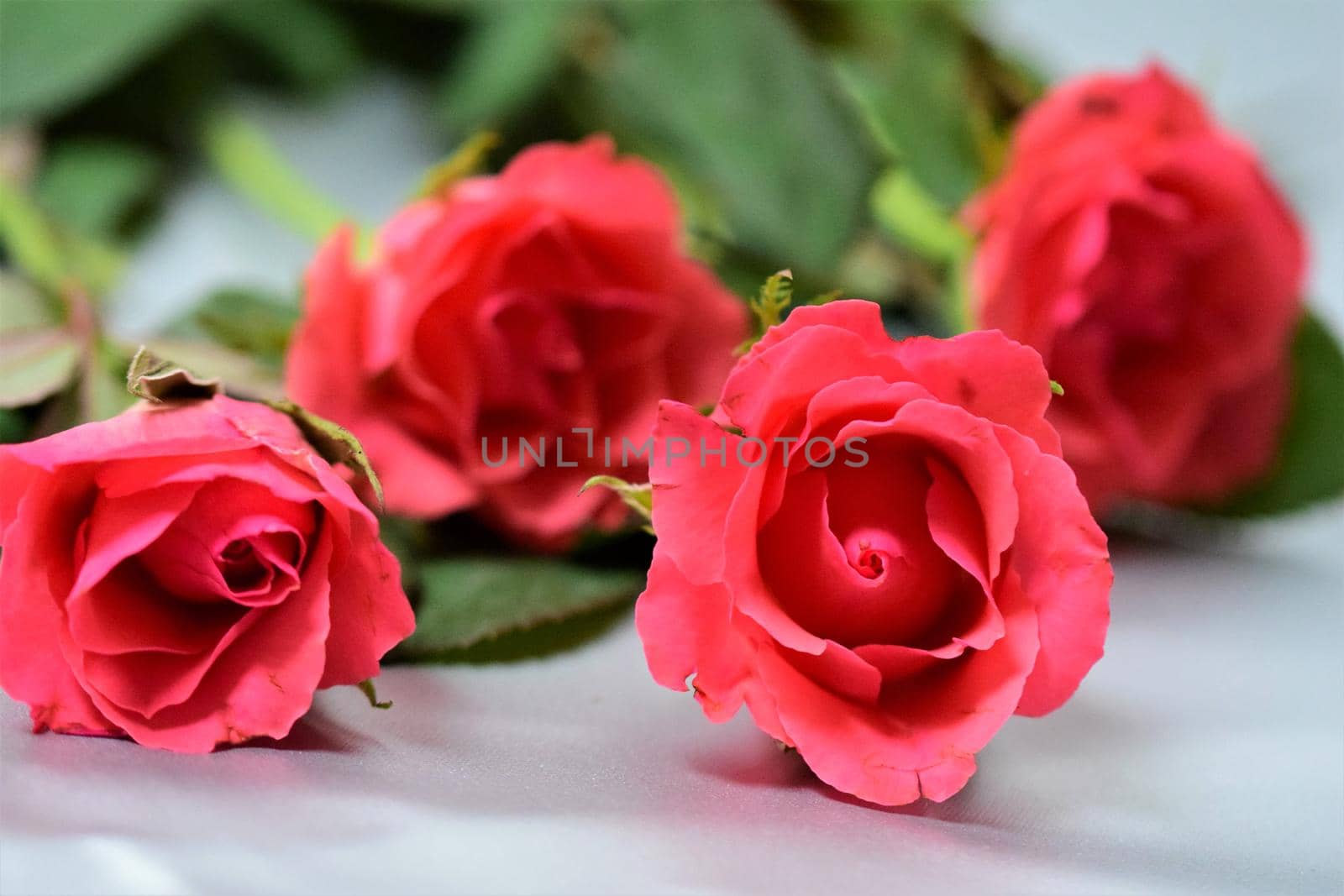 Close-up of pink roses against a gry background