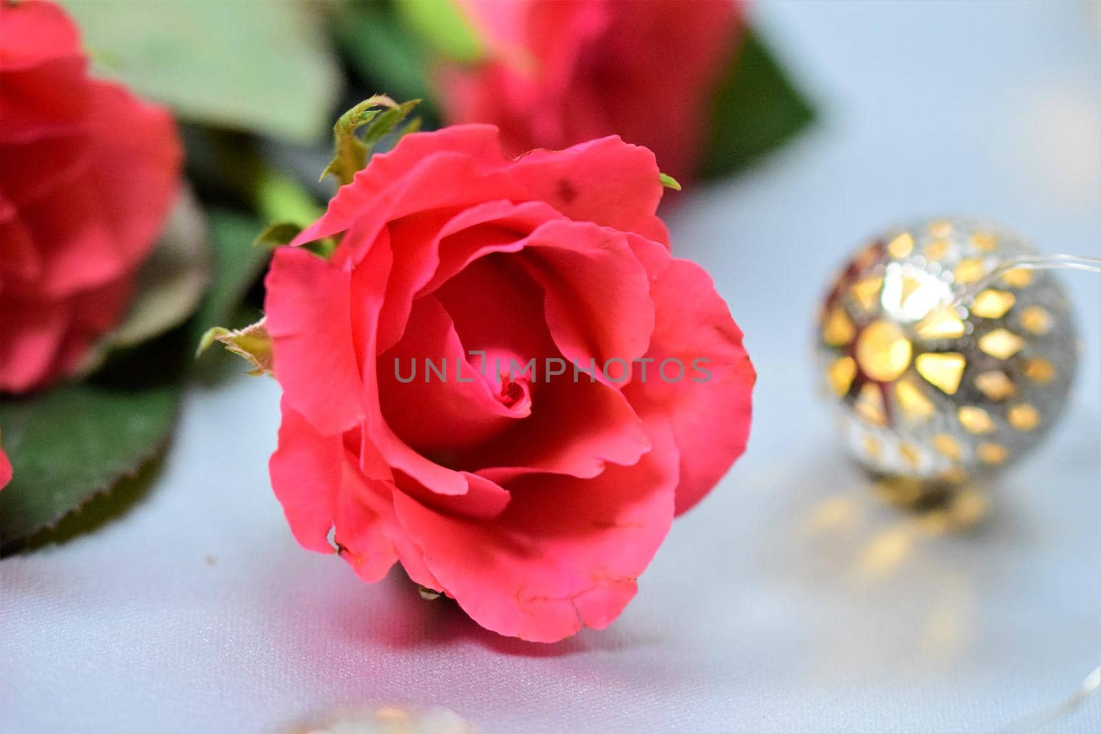 Close-up of pink roses against a grey background