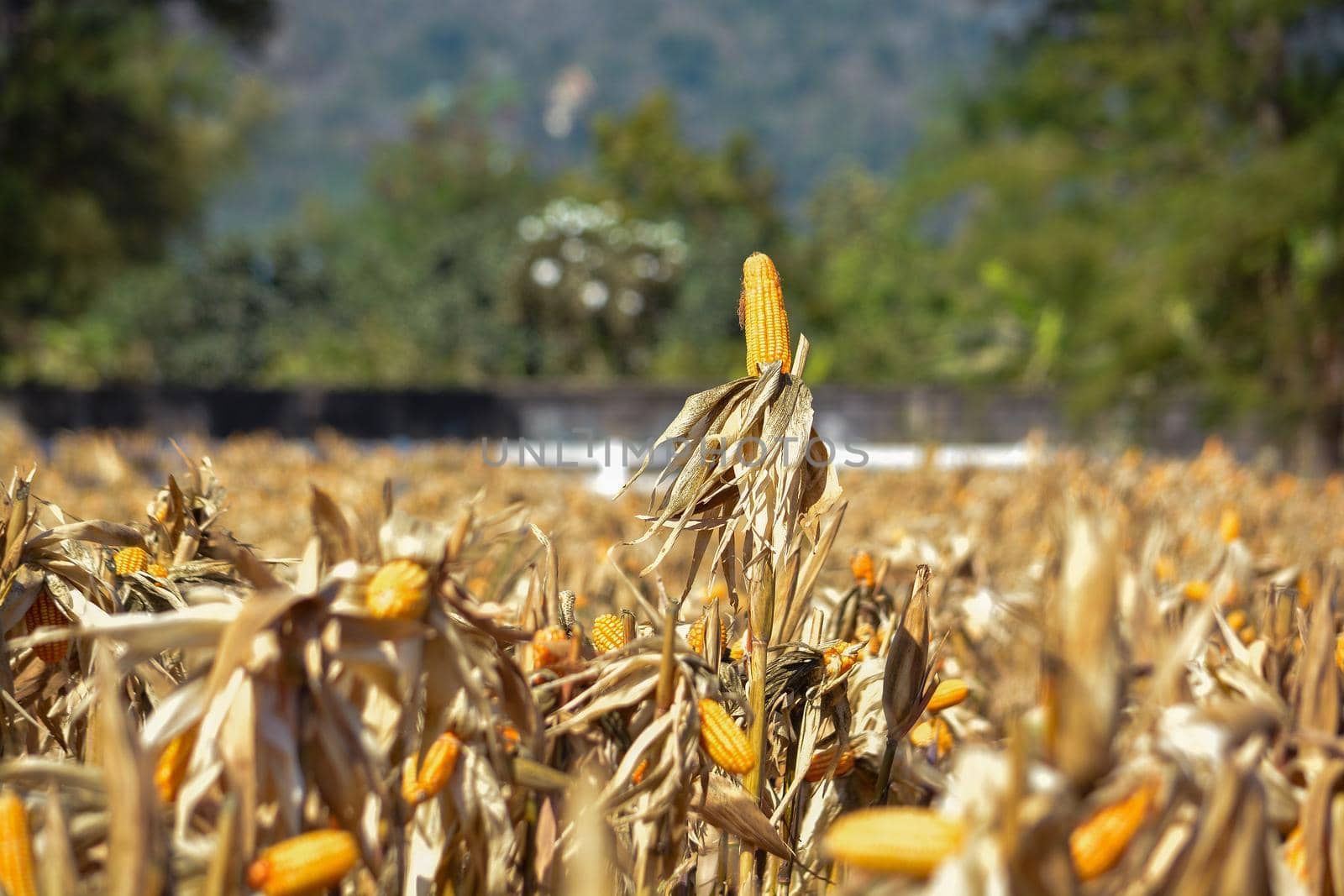 Closeup of Cob Corn in Farming Field or Garden with morning Countryside Environment.