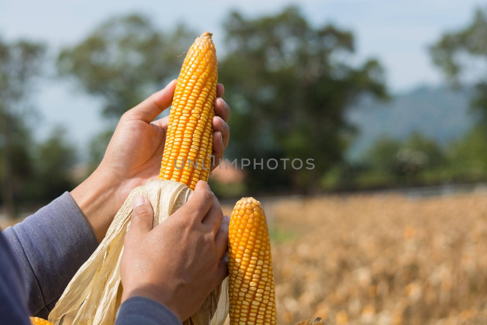 Closeup Ripe feed Corn Cob Hold in Hand of Farmer or Cultivator in Dry Corn Field as agro-industry and agricultural produce Concept